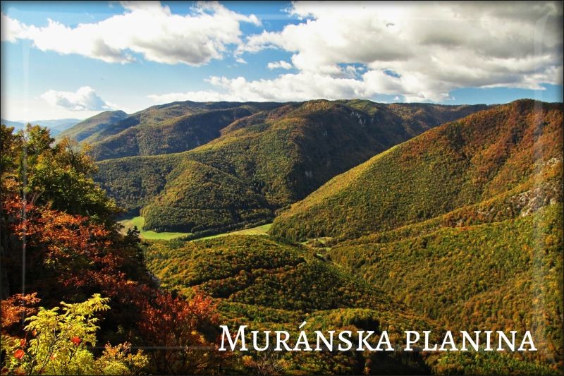 Živicová magnetka - Národný park Muránska planina