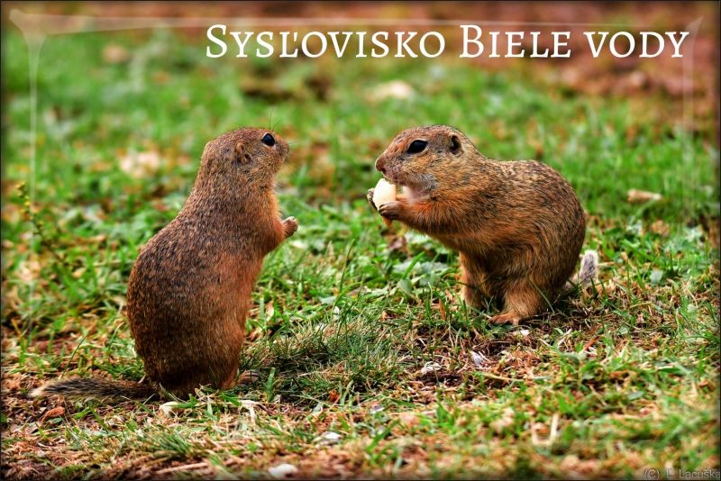 Živicová magnetka - Sysľovisko Biele vody