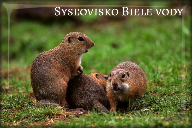 Živicová magnetka - Sysľovisko Biele vody II